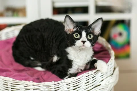 Beautiful devon rex cat is sitting on the scratching post Stock Photos