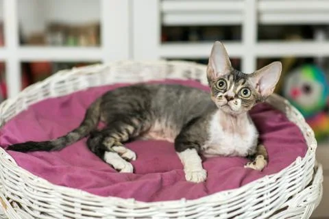 Beautiful devon rex cat is sitting on the scratching post Stock Photos