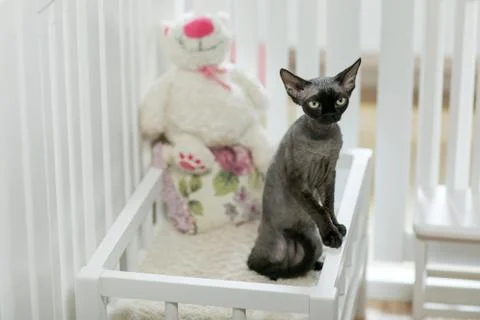 Beautiful devon rex cat is sitting on the scratching post Stock Photos