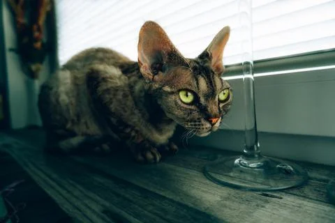 Beautiful Devon Rex 스톡 사진