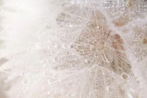 Beautiful dew drops on a dandelion seed macro. Stock Photos