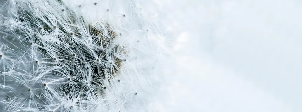 Beautiful dew drops on a dandelion seed macro. Stock Photos