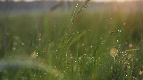 Beautiful dew drops formed on the grass. sparkle in the rising sun. nature. Stock Footage 196807082