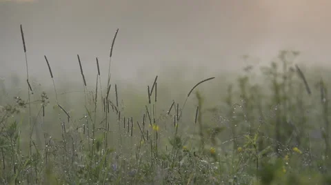 Beautiful dew on grass Stock Footage 60665289