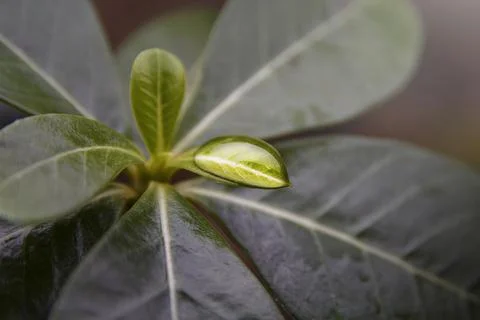A beautiful dewdrop at the tip of a leaf after the rain Stock Photos