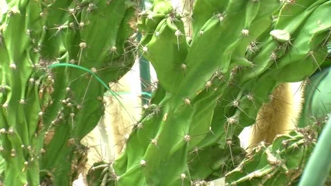 Beautiful different cacti with spines Stock Footage 304174104