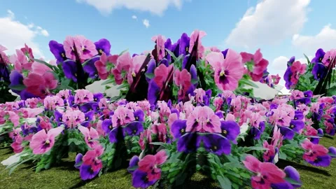 The beautiful different color flower Stock Footage 340992238