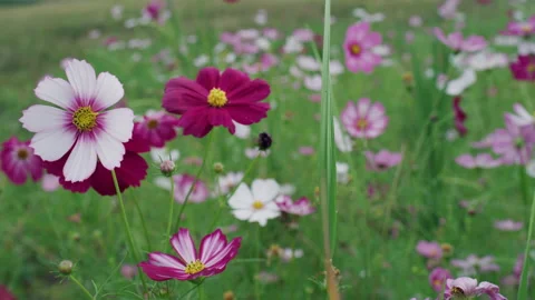 Beautiful Different Cute Small Wild  Flowers In A Field, Yun Nan ,China Video stock 135480494