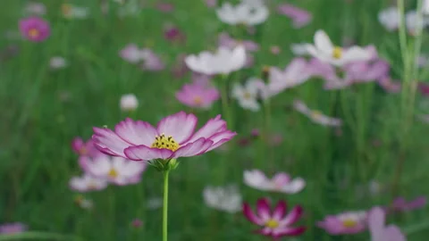 Beautiful Different Cute Small Wild  Flowers In A Field, Yun Nan ,China Stock Footage 135480731