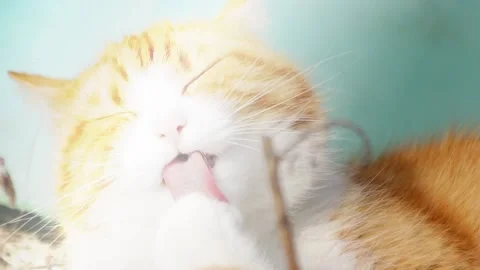 Beautiful different kittens 스톡 동영상 139759451