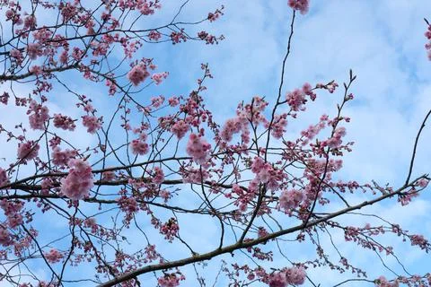 Beautiful display of a sakura, cherry blossom against a blue sky Stock Photos
