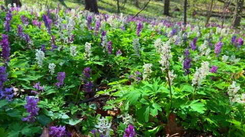 Beautiful display of wildflowers in a forest during springtime Stock Footage 336181806