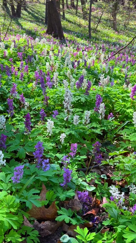 Beautiful display of wildflowers in a forest during springtime Stock Footage 336181929