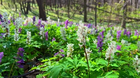 Beautiful display of wildflowers in a forest during springtime Stock Footage 336182863