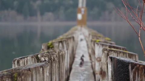 Beautiful Dock Rack Focus 库存影片 52179079