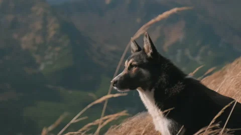 Beautiful dog on background of mountains, backlit by sun rays, close-up. Stock Footage 147075117