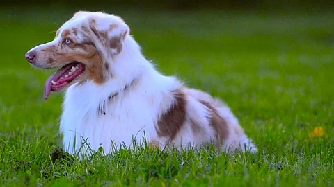 Beautiful dog on backyard Stock Footage 90337232