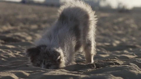 Beautiful Dog Digging in Sand Stock Footage 84901691