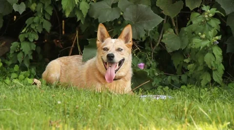 Beautiful dog 動画素材 8540611