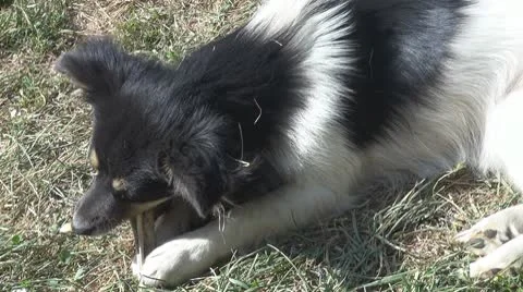 Beautiful dog Stock Footage