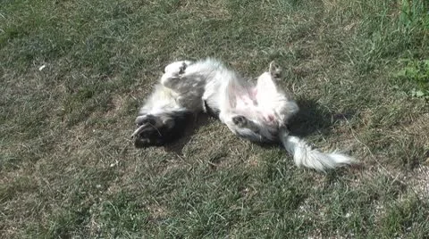 Beautiful dog Stock Footage