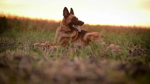 Beautiful dog German Shepherd laying in field Stock Footage
