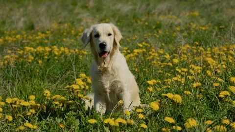 Beautiful dog in the grass Stock Footage 309021798