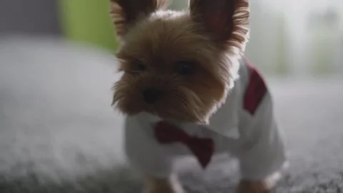 A beautiful dog in a jacket with a bow tie on the bed Stock-Footage 306173554