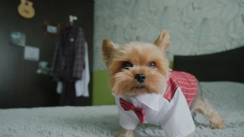 A beautiful dog in a jacket with a bow tie on the bed Stock Footage 306174018
