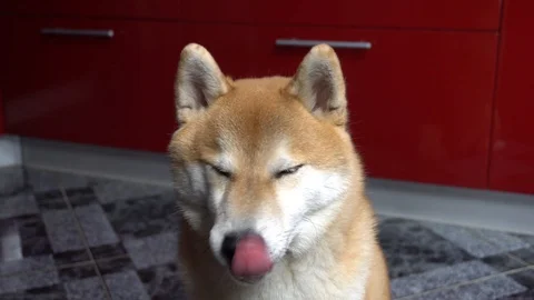 Beautiful dog is looking at the camera and licking himself, close-up, Shiba Inu Stock Footage 101353907