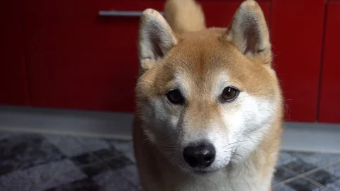 Beautiful dog is looking at the camera, close-up, background blurred, Shiba Inu Stock Footage 101353744
