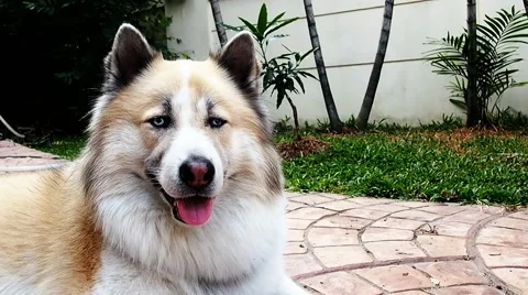 Beautiful dog lying down and looking around Video stock 46609400