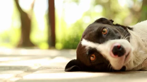 Beautiful dog is lying on the ground having fun playing 動画素材 33367609