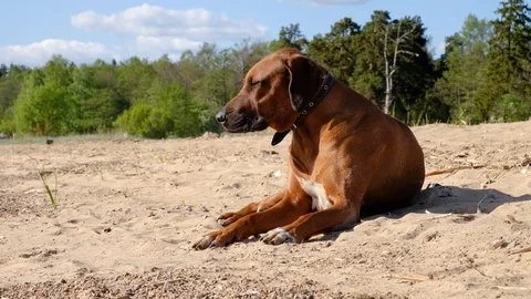 Beautiful dog napping by the sea Stock Footage 103438951