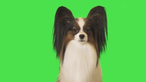 Beautiful dog Papillon is talking to camera on green background stock footage Stock Footage 99951273