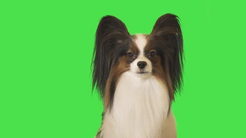 Beautiful dog Papillon is talking to camera on green background stock footage Stock Footage 101506533