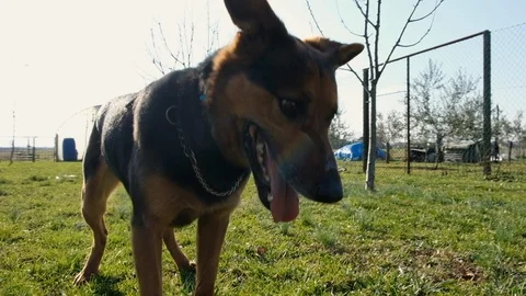 Beautiful dog playing catch ball in the garden Stock Footage 87698397