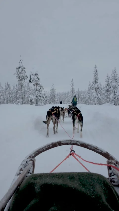 Beautiful dog sledding experience in the snowy landscape of Akaslompolo, Lapland 스톡 동영상 337376689