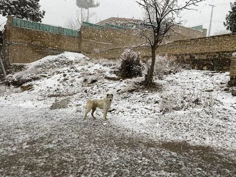 Beautiful Dog in Snowfall Stock Photos