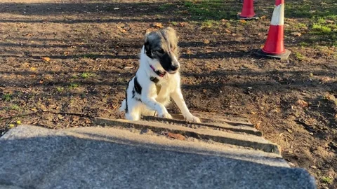 Beautiful dog in training. Vídeos de archivo 143499638