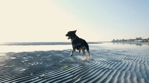 Beautiful dogs running free on the beach at sunset Stock Footage