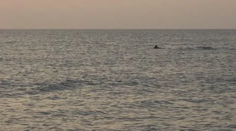 Beautiful dolphin Stock Footage 11891612