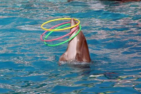 Beautiful dolphin Stock Photos