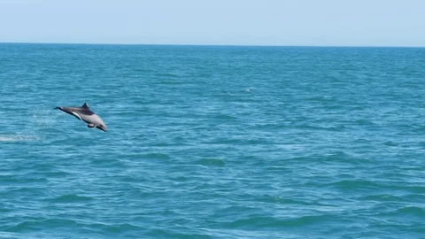 Beautiful Dolphin swims in Namibia ocean, Africa in Hd, slowmotion Stock Footage 91330563
