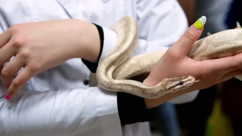 Beautiful domestic royal python crawls on women's hands and sticks out its Stock-Footage 197031163