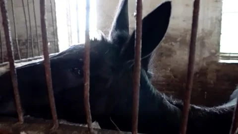 Beautiful donkey behind bars Stock Footage 288246329