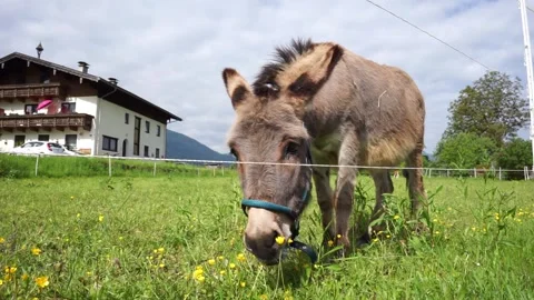Beautiful donkey eats grass in the meadow Stock Footage 243659191