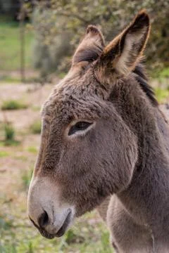 A beautiful Donkey Stock Photos