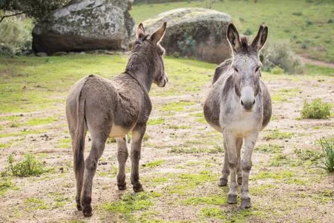 A beautiful Donkey Stock Photos