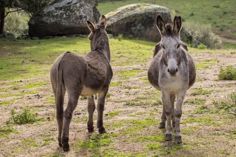 A beautiful Donkey Stock Photos
